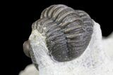 Detailed Gerastos Trilobite Fossil - Morocco #145765-4